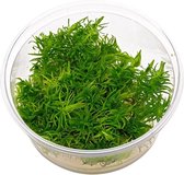 Pogostemon Erectus (3 x in vitro cup 100cc) - Aquariumplanten - Aquascape - Moerings aquariumplanten