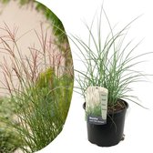 Plant in a Box - Miscanthus sinensis 'Kleine Silberspinne' - Winterhard Siergras - Pot 23cm - Hoogte 20-30cm