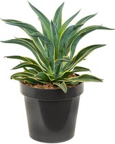 Plantenwinkel Agave Desmettiana Variegata M 60 cm tuinplant