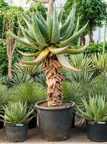 Aloe Marlothii M 180 cm kamerplant
