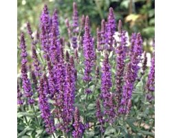 6 x Salvia nemorosa 'Blaukonigin' - BOSSALIE - pot 9 x 9 cm