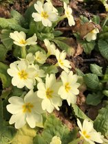 12 x Primula vulgaris - STENGELLOZE SLEUTELBLOEM - pot 9 x 9 cm