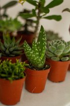Mix van mini cactus & vetplanten | 12 stuks | Ø 5,5 cm | Kamerplant