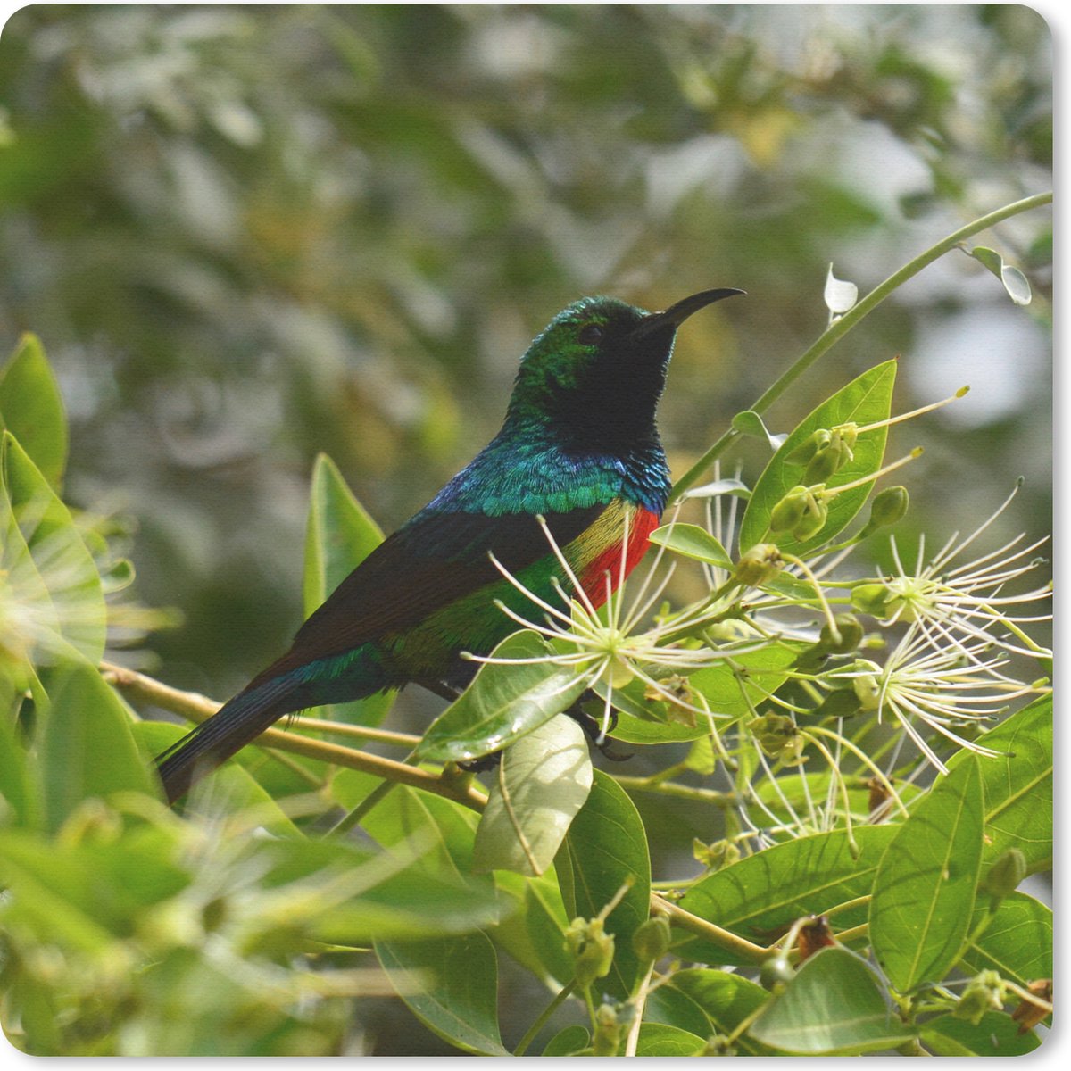 Muismat 30x30 cm - Mousepad Vogel tussen de bladeren in de jungle - Muismatten