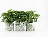 Kamerplanten van Botanicly – 3 × Monstera Monkey Mask in gevormde keramiek pot als set – Hoogte: 20 cm – Monstera adansonii