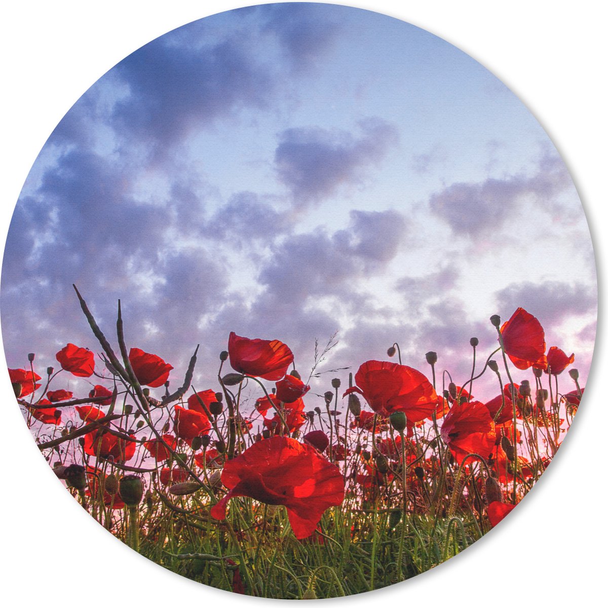 Muismat rond 50x50 cm - Mousepad Klaprozen - Zonsondergang - Lente - Ronde muismatten