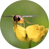 Muurcirkel 20 cm | Dibond | Pyjamazweefvlieg