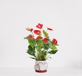 Anthurium rood in luxe sierpot Addit Hearts Rood – bloeiende kamerplant – flamingoplant –  ↕40-50cm - Ø13 – geleverd met plantenpot – vers uit de kwekerij