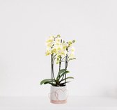 Phalaenopsis Multiflora wit in luxe sierpot Addit Hearts Roze – bloeiende witte Orchidee – kamerplant - ↕40-55cm - Ø13 – geleverd met plantenpot – vers uit de kwekerij