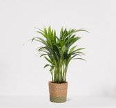Areca in siermand Amber Groen – luchtzuiverende kamerplant – eenvoudig te onderhouden Goudpalm - ↕35-50cm - Ø13 – geleverd met plantenpot – vers uit de kwekerij