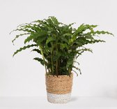 Calathea Blue Grass in siermand Amber Wit – luchtzuiverende kamerplant – pauwenplant – living plant - ↕50-65cm - Ø18 – geleverd met plantenpot – vers uit de kwekerij