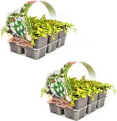 Mazus (Mazus reptans 'Albus') - bodembedekker - 12 planten (2x sixpack) - Bodembedekker - Vaste plant - Tuinplant - Winterhard - Groenblijvend - Groen - Wit muiltje