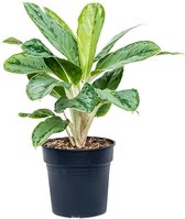Kamerplant van Botanicly – Aglaonema – Hoogte: 60 cm