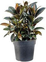 Kamerplant van Botanicly – Rubberboom – Hoogte: 60 cm – Ficus elastica
