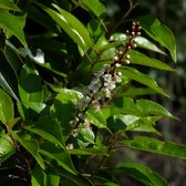 Bolvorm - Portugese laurier - Prunus lusitanica Angustifolia | Omtrek: 2-6 cm | Hoogte: 170 cm