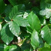Leibeuk groen - Fagus sylvatica | Omtrek: 6-10 cm | Hoogte: 300 cm
