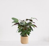Calathea Compactstar in luxe sierpot Liam Vanille – luchtzuiverende kamerplant – pauwenplant – living plant - ↕35-45cm - Ø13 – geleverd met plantenpot – vers uit de kwekerij