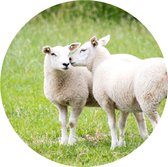 Muurcirkel 20 cm | Dibond | Schapen