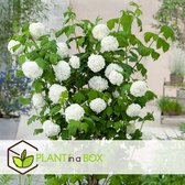 Plant in a Box - Viburnum opulus 'Roseum' - Vibernum Snowball - Set van 2 - Winterharde en groenblijvende tuinplant - Pot 17cm - Hoogte 25-40cm