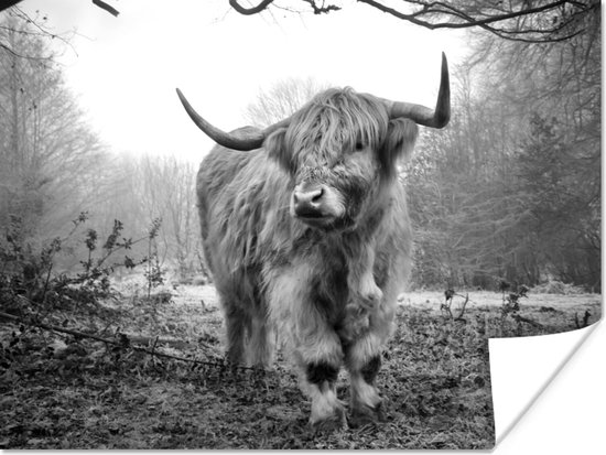 Poster Schotse hooglander - Natuur - Herfst - Dieren - Wild - Bos - 80x60 cm