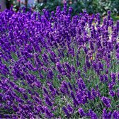 12 x Lavandula angustifolia 'Dwarf Blue’ - Lavendel Pot 9x9 cm - Een Zee van Prachtige Lavendel in Jouw Tuin