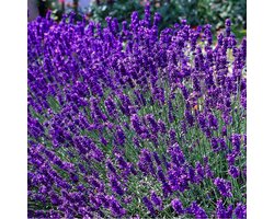 12 x Lavandula angustifolia 'Dwarf Blue’ - Lavendel Pot 9x9 cm - Een Zee van Prachtige Lavendel in Jouw Tuin