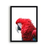 Schilderij  Rode papagaai / Jungle / Safari / 40x30cm