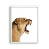 Poster Safari leeuwin brul - gekleurd / Dieren / 30x21cm