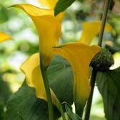 Calla Florex Gold