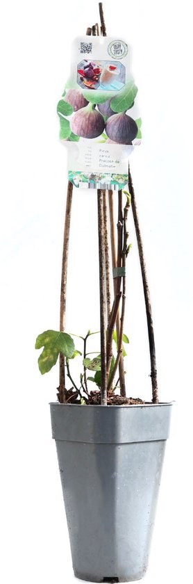 Vijg - Ficus carica 'Précoce de Dalmatie' - klein fruit - ca. 50cm hoog