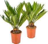2x Cycas Revoluta – Vredespalm – Palm – Onderhoudsvriendelijk -  ⌀12 cm - 30-40 cm