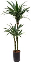 Dracaena deremensis santa marta hydrocultuur plant