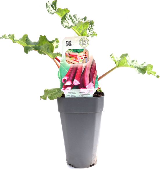 Rabarber - Rheum Red Champagne - kleinfruit - fruitstruik - plant - groente - 1 plant