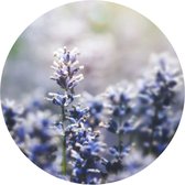 Behangcirkel Lavendel | ⌀ 100 cm | Zelfklevend | Wanddecoratie | Ronde Muursticker | Muurcirkel Binnen