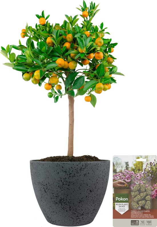 Pokon Powerplanten Citroenboom ↕60 cm - Buitenplant - in Pot (Nova, Betonlook Donkergrijs) - Citrus Calamondin - Plantenvoeding inbegrepen