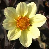 Dahlia Happy Days Lemon