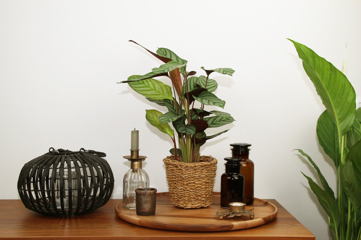 Calathea Compactstar en pot décoratif Livia Vanille - plante d'intérieur  purificatrice