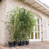 Phyllostachys bamboe - 220cm
