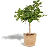 Ficus Benghalensis Petite Audrey - Banyan Boom - 90cm hoog, 21Ø - Kamerplant - Zonder mand