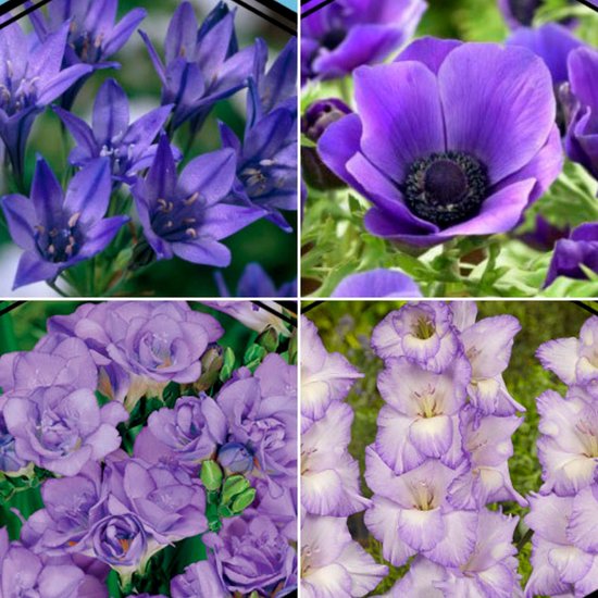 50x Bollen - Mix "Blue Collection" - Anemone, Freesia, Gladiolus, Brodiaea  - Blauwe... | bol