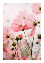 Poster Roze Bloemen