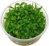 Staurogyne Repens - Aquariumplant In Vitro - Aquarium decoratie - Moerings