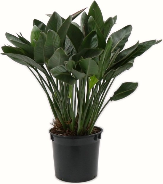 Plant in a Box - XXL Strelitzia Nicolai - Grande plante verte interieur  vivante - Plante oiseau du paradis - Pot 28cm - Hauteur 150-170cm :  : Jardin