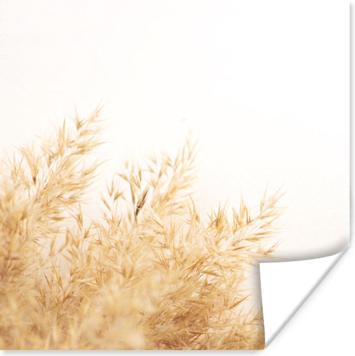 Poster Tarwe - Natuur - Zon - 75x75 cm