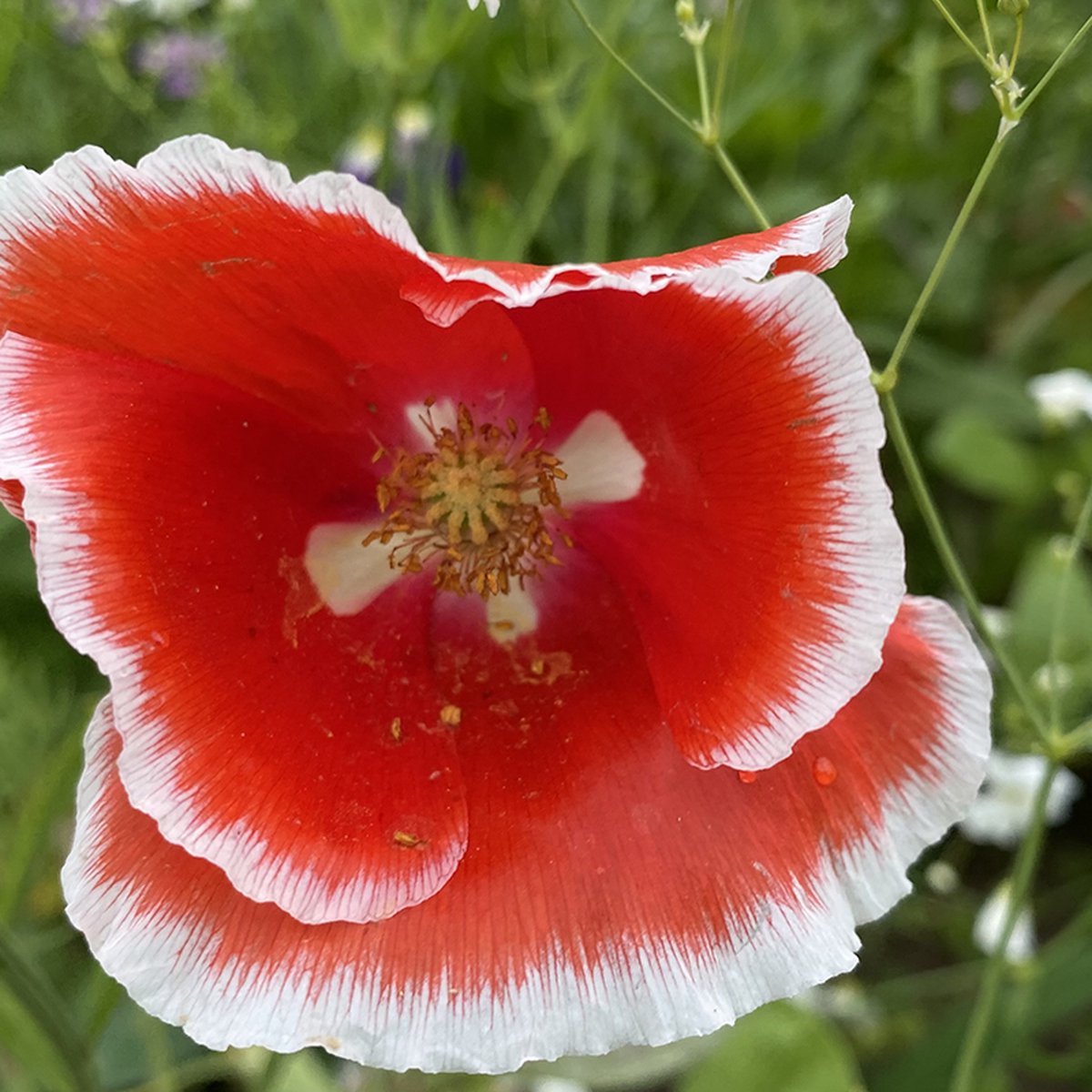 Summer Flower - Veldbloemen Zaden Wilde Bloemen - 25 gram - 12,5 vierkante meter - Eénjarig