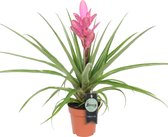 Breasy Bromelia Tillandsia Antonio | tropisch bloeiende kamerplant| 1 stuks | Ø12cm |  35-50 cm