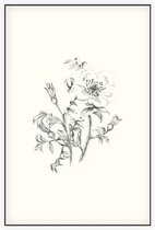 Duinroos zwart-wit Schets (Burnet-Leaved Rose) - Foto op Akoestisch paneel - 100 x 150 cm