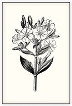 Zeepkruid zwart-wit (Soapwort) - Foto op Akoestisch paneel - 150 x 225 cm