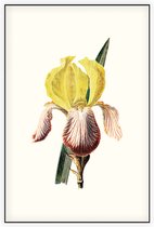 Iris (Iris White) - Foto op Akoestisch paneel - 60 x 90 cm