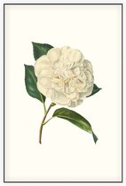 Witte Camelia Aquarel (Camelia) - Foto op Akoestisch paneel - 150 x 225 cm